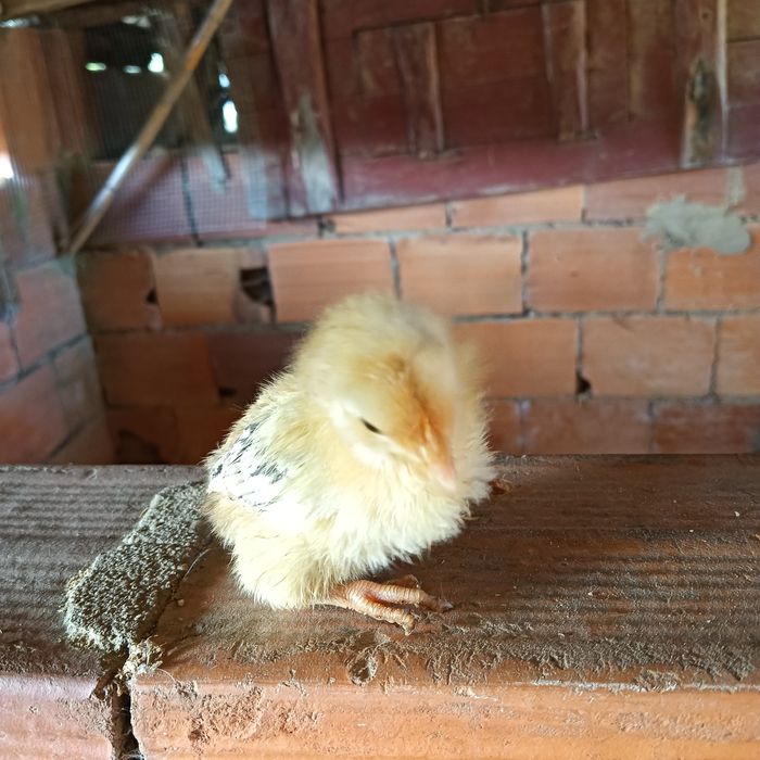 Pintos (1 mês) de alta qualidade