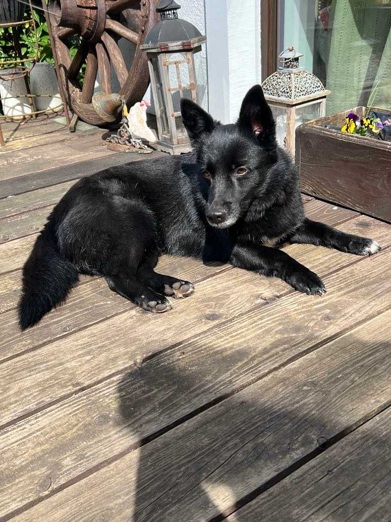 6 letnia suczka do adopcji