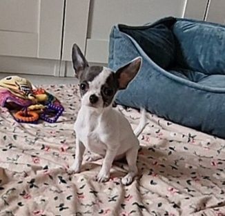 Chihuahua FCI ZKwP