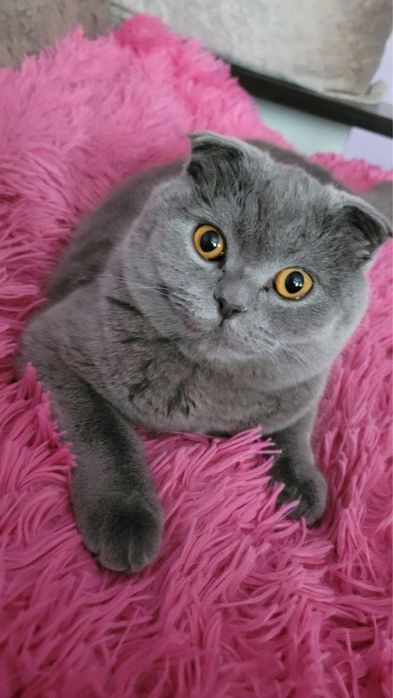 Ніжна та лагідна кицюня шукає новий дім