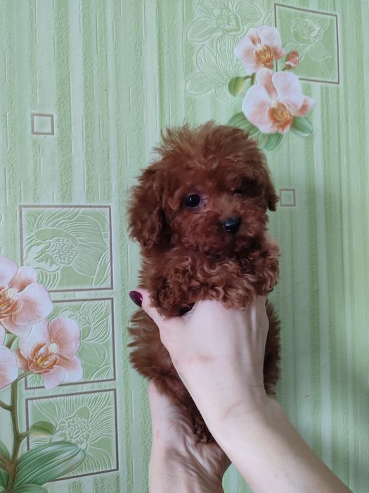 Бусинки той Пудель