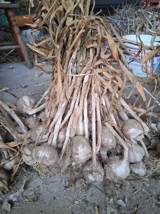 Sprzedam czosnek Harnaś na brudno