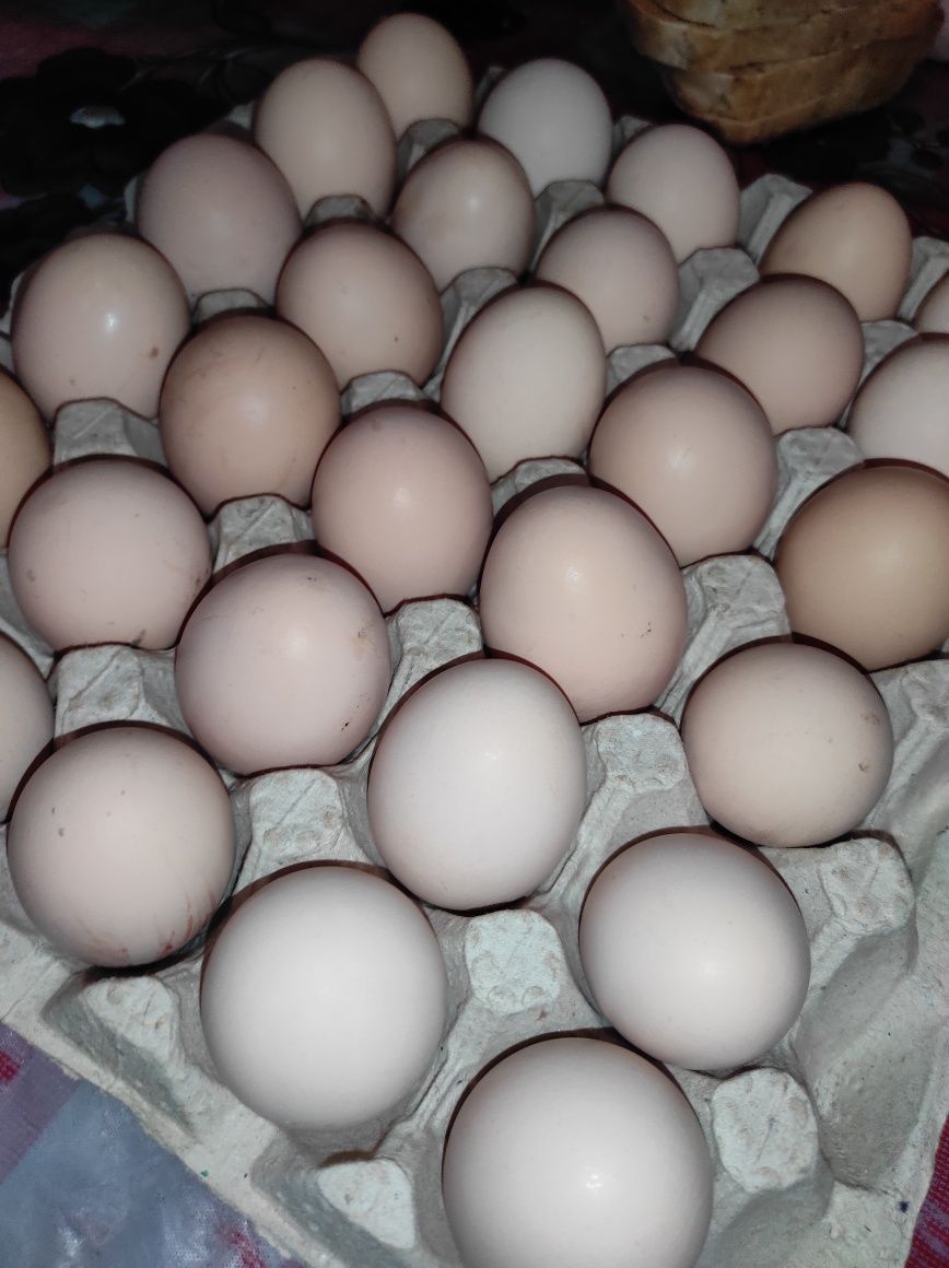 Яйця домашніх курей  або для інкубації
 Або для інкубації 

Калуський