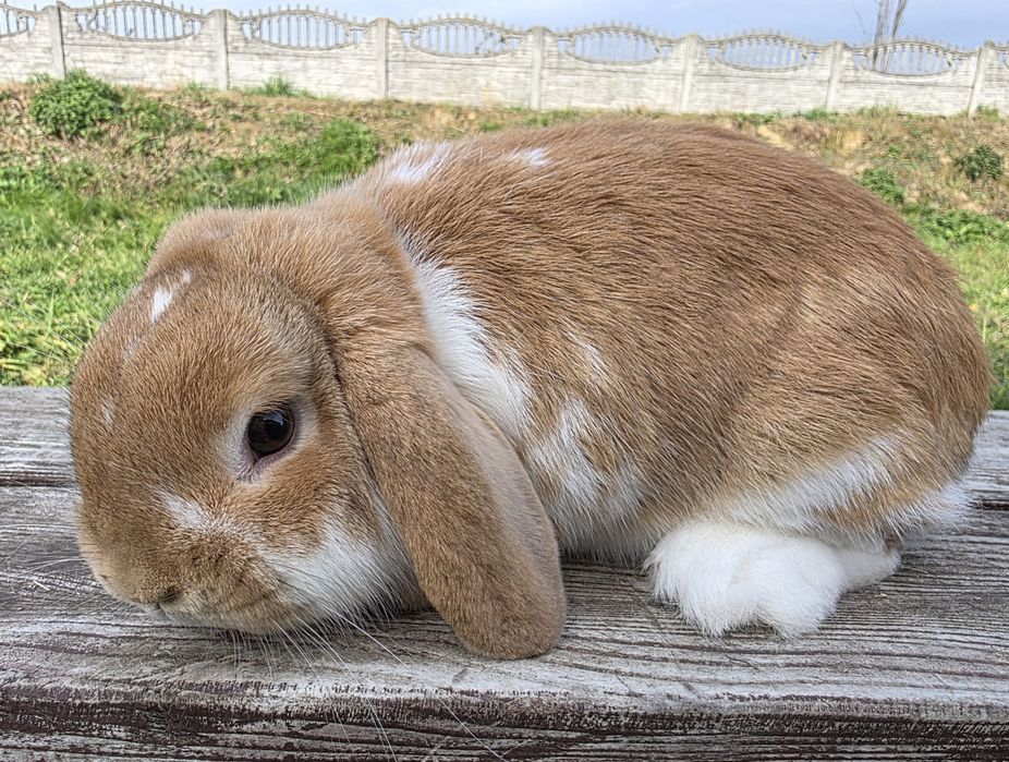 Mini lop  , karzełek Baran  żółty i czerwony
