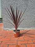 Cordyline red star Kordylina 65cm