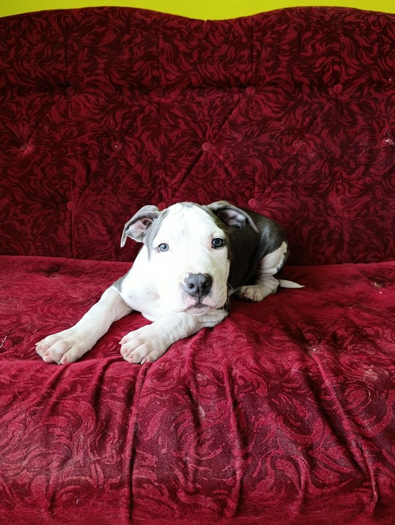 Chłopczyk american staffordshire terrier Amstaff