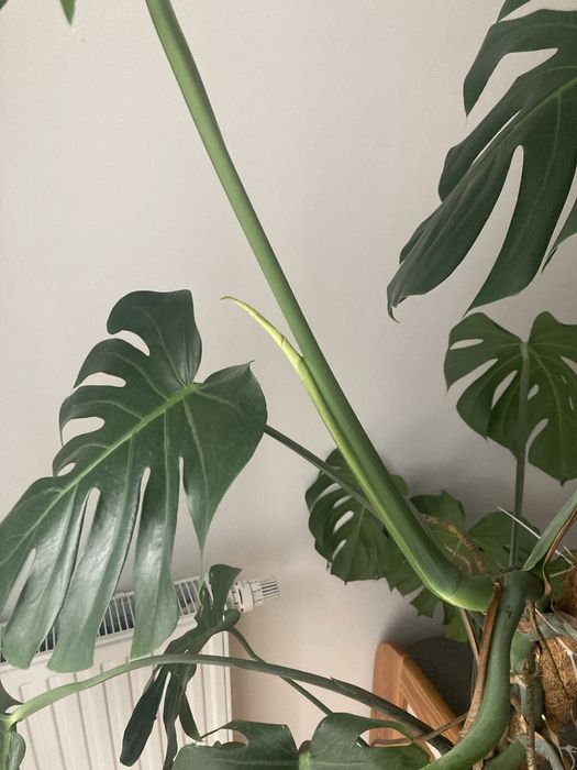 Monstera Deliciosa