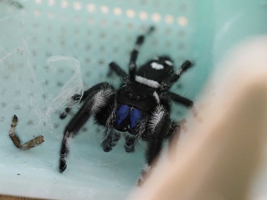 Skakun królewski samiec Phidippus regius bahama "białe uszy"