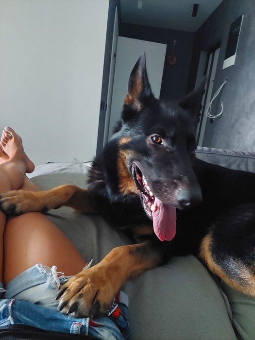 Немецкая овчарка для вязки.