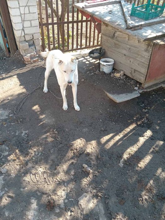 Отдам в хорошие руки