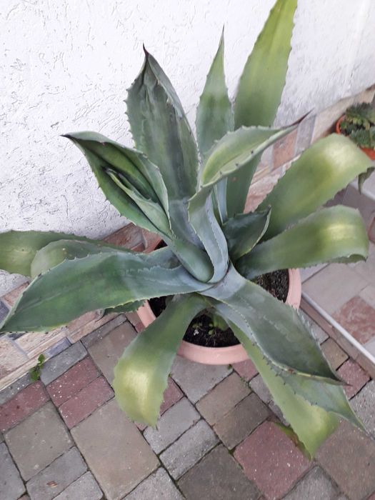 Продам квітку огаву