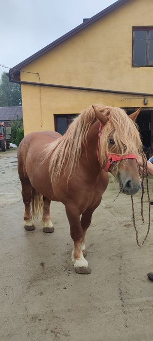 Ogier Sokólski - SPRZEDAM