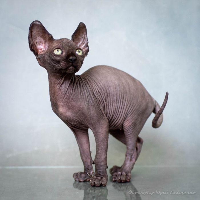 Канадский сфинкс, эльф,голубые глаза,самые крутые уши,мальчик
