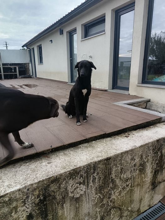 Cadelas para adoção responsável