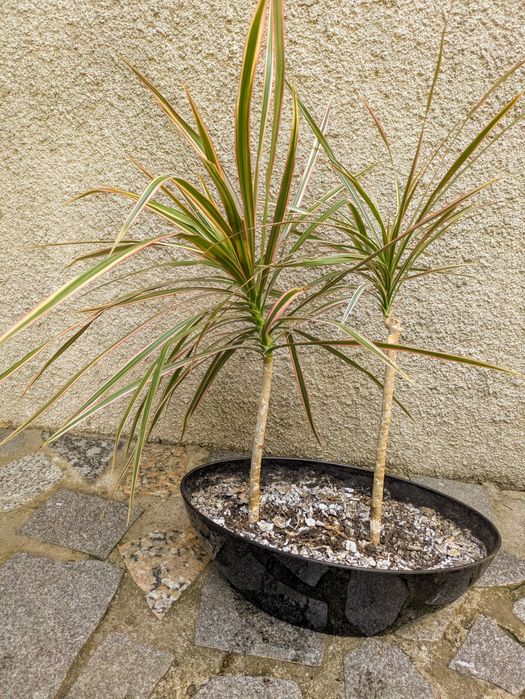 Plantas , catos, suculentas, protea, leucadendro