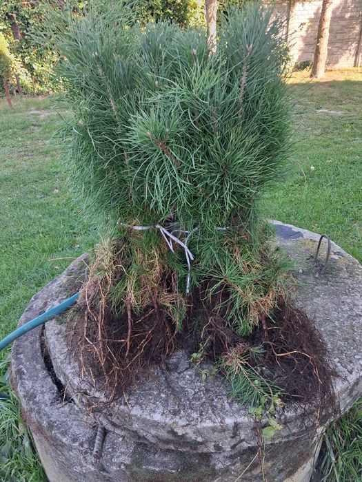 Sosna pospolita zwyczajna sadzonki 2-letnie 30-40cm komplet 50 sztuk