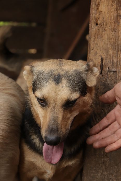 Віддам у Добрі руки