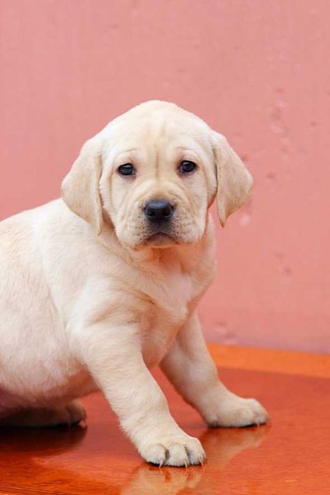 Продаются щенки лабрадора-ретривера с документами