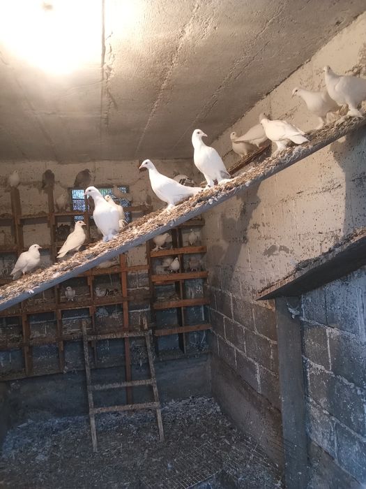 Witam, sprzedam gołębie