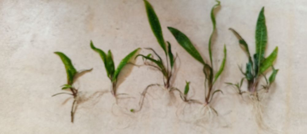 Roślina kryptokoryna karbowana