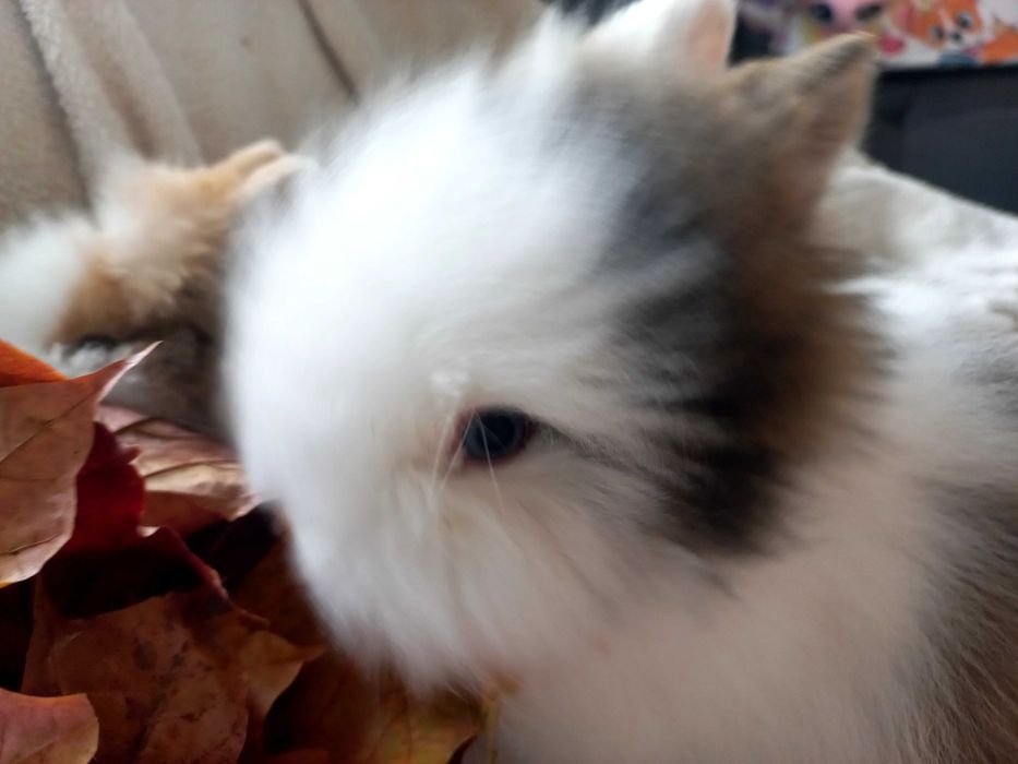 Króliczki rasy Teddy