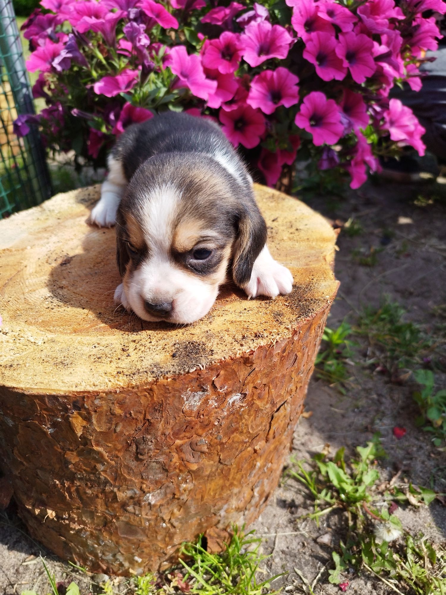 GOTOWY DO ODBIORU Piesek rasy Beagle po rodzicach z ustalonym profilem