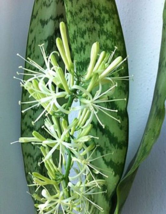 Cudny kwiat Sansewiera gwinejska (Dracena trifasciata )1 sadzonka