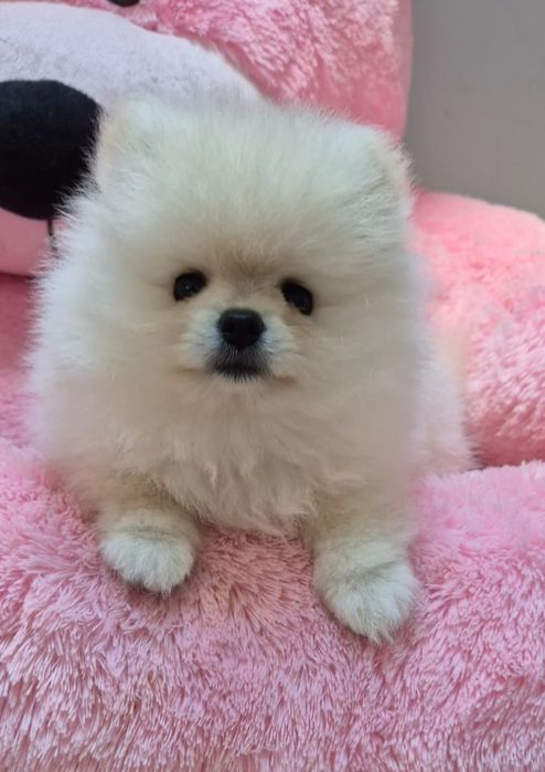 Szpic miniaturowy Pomeranian FCI Suczka