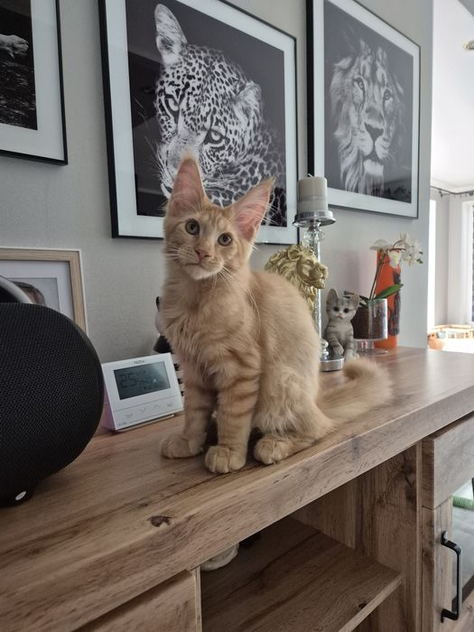 Jogi kocur Maine Coon