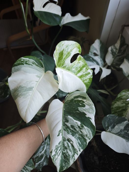 Monstera deliciosa albo / variegata