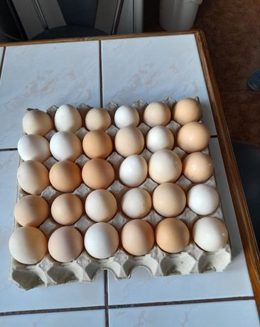 Jajka wiejskie 10 zł za mendel (15 jajek)