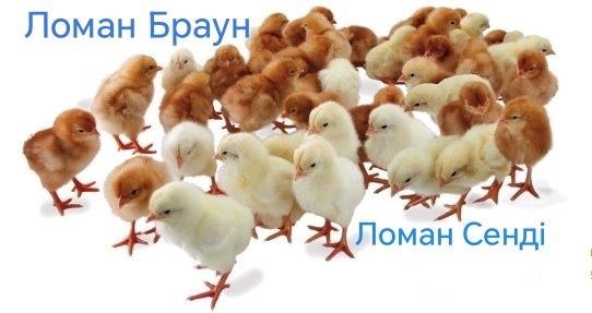 Курчата Цыплята Циплята Несушка Ломан Браун Сенді+Півники Півні Петухи