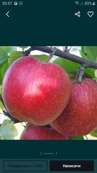 Домашні екологічно чисті смачні яблука"Слава переможцям"!