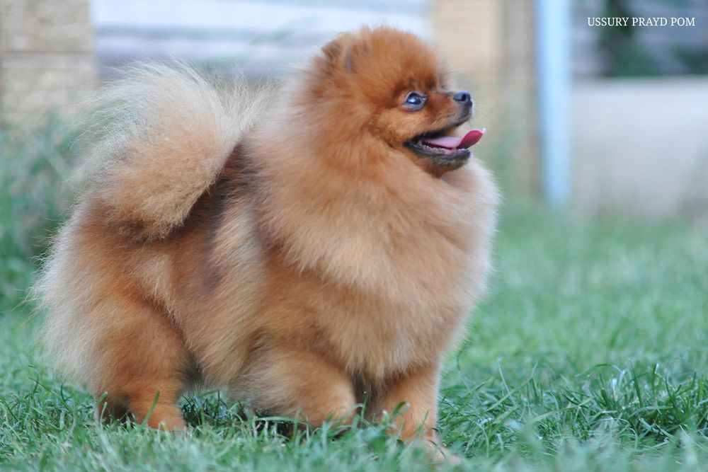 Яскрава красуня Уссурі