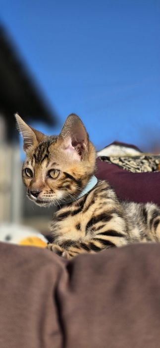 Бенгальські кошенята