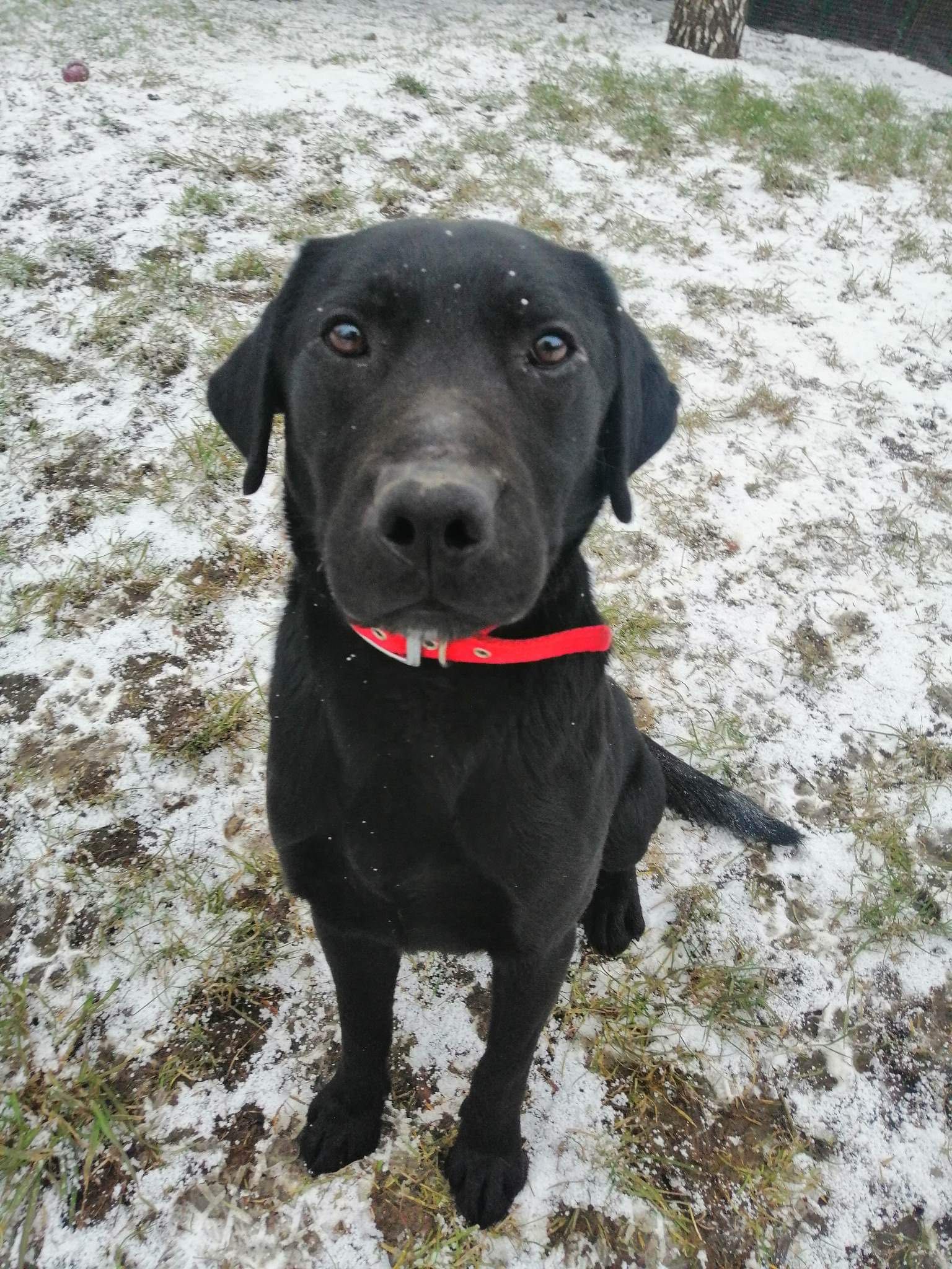 Elvis czarny labrador pies do adopcji Kalisz Poznań Wrocław Łódź