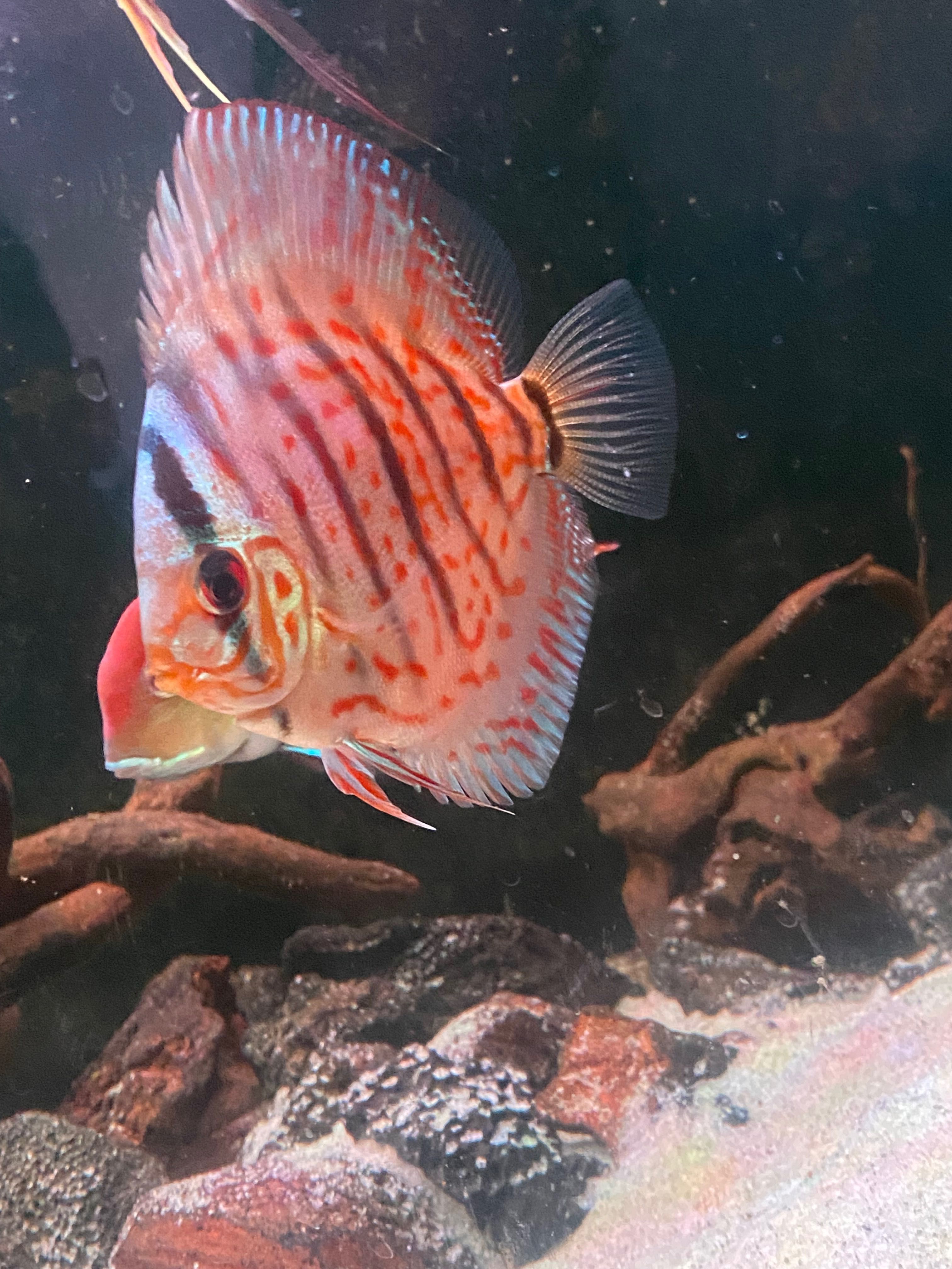 DISCUS Várias espécies