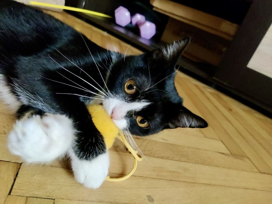 Киця з бурштиновими очима у добрі руки