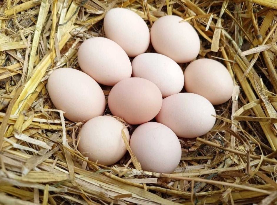 Jaja wiejskie jajka od szczęśliwych kurek ekologiczne zdrowe jaja