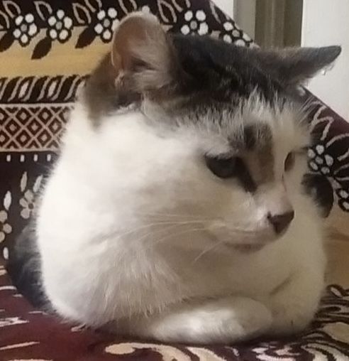 Кіт в добрі руки