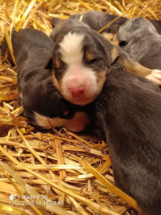 Pies Rasy Berneński Pies Pasterski