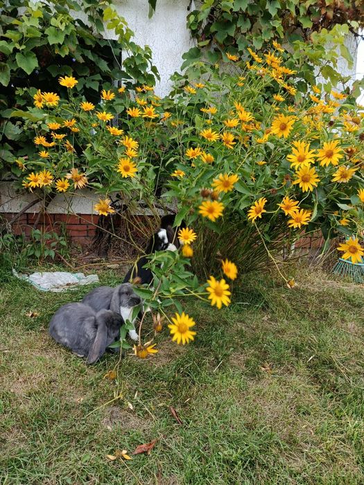 Króliki Barany Francuskie