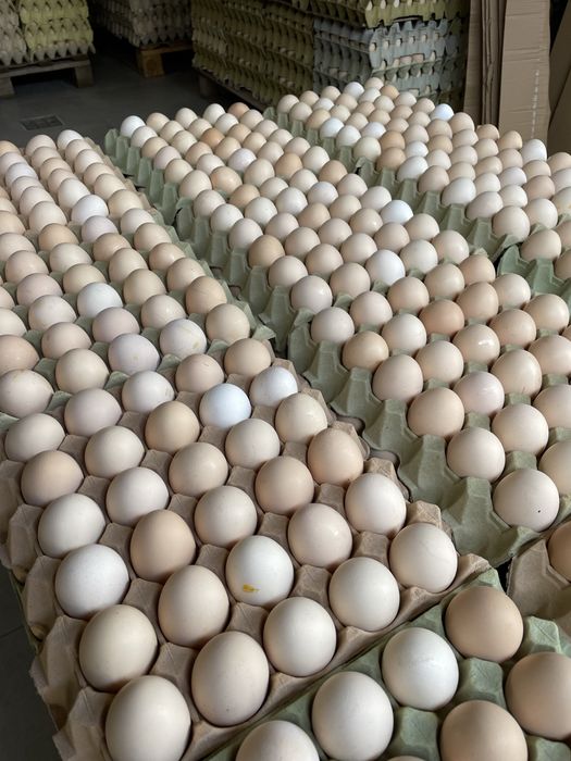 Świeże jaja jajka wolny wybieg wiejskie Hurt