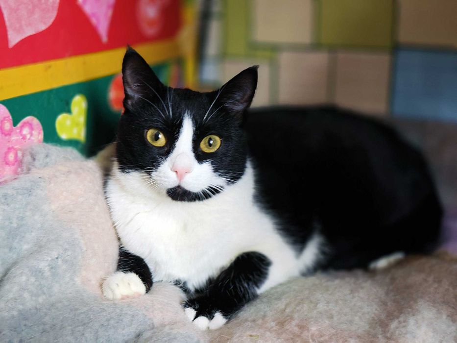 Маюша чекає на людину, якій подарує любов! кішка 1рік кошка кіт кошеня