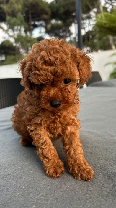 Caniche fêmea  linda