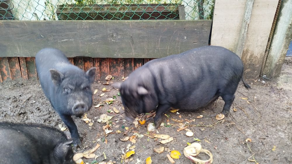 Porca vietnamita muito bem tratada (gordinha)