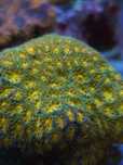 Leptastrea, akwarium morskie
