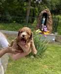 Cavapoo przesliczna suczka