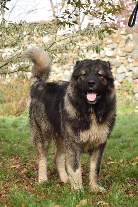 Цуценя кавказька вівчарка.