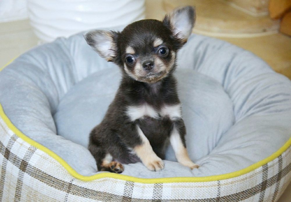 Chihuahua wyjątkowy niebieski długowłosy Chłopiec